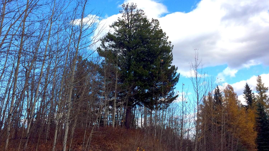 Our Alberta Roots Shine Through